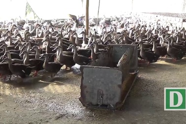 "Ông vua vịt trời" kiếm tiền tỷ mỗi năm