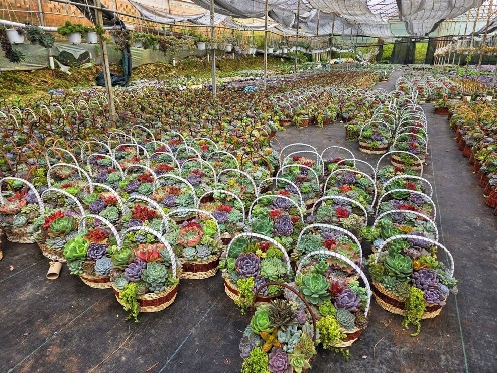 Nước lũ cuốn trôi vườn sen đá tiền tỷ ở Đà Lạt, chủ vườn bất lực khóc ròng - 3 Nước lũ cuốn trôi vườn sen đá tiền tỷ ở Đà Lạt, chủ vườn bất lực khóc ròng - 3