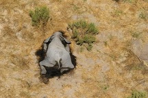 Các nhà khoa học điều tra cái chết bí ẩn của những con voi ở Botswana