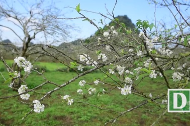 Thung lũng hoa mận Mộc Châu bung nở trước Tết Nguyên đán