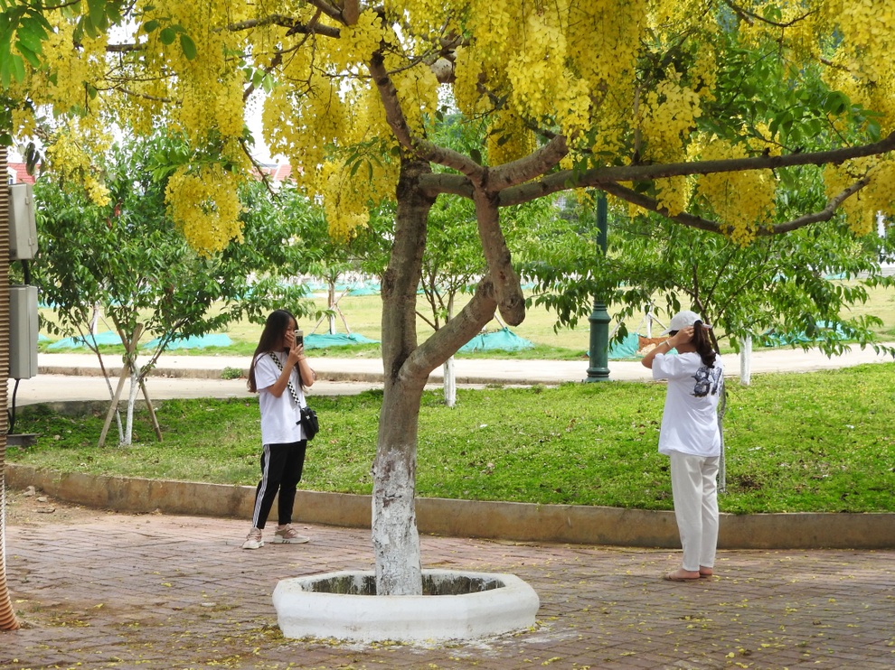 Hoa muồng hoàng yến vàng rực một góc trời Mộc Châu - 5 Hoa muồng hoàng yến vàng rực một góc trời Mộc Châu - 5