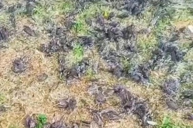 Hàng trăm con chim chết một cách bí ẩn