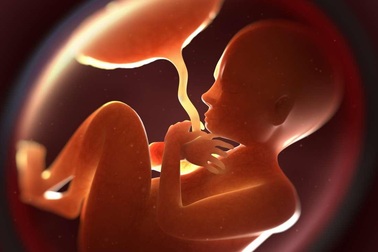 Phát hiện hạt vi nhựa có thể xâm nhập vào nhau thai