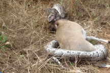 Trăn trả giá đắt vì tham lam nuốt con mồi cỡ lớn