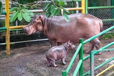 Hà mã lần đầu sinh con ở Đầm Sen