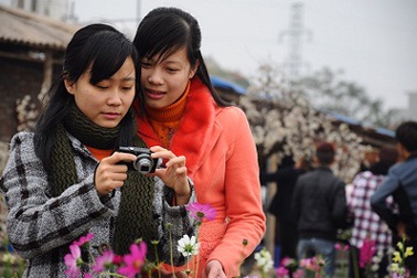 Nhật Tân: Vườn hoa "tăng tốc" cho teen thuê chụp ảnh Tết