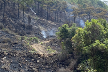 Hai người thiệt mạng do cháy rừng ở Quảng Ninh
