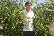 Nghề trồng táo hồng cho thu nhập cao ở Sóc Trăng
