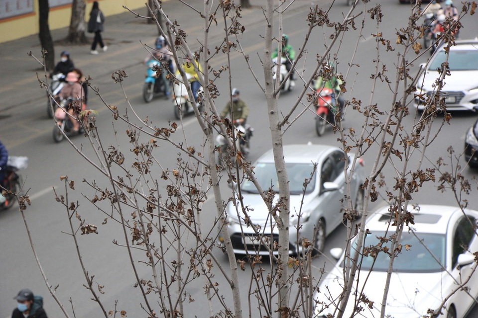 Những cây phong lá đỏ khô héo, nứt toác trên đường phố Hà Nội - 2 Những cây phong lá đỏ khô héo, nứt toác trên đường phố Hà Nội - 2