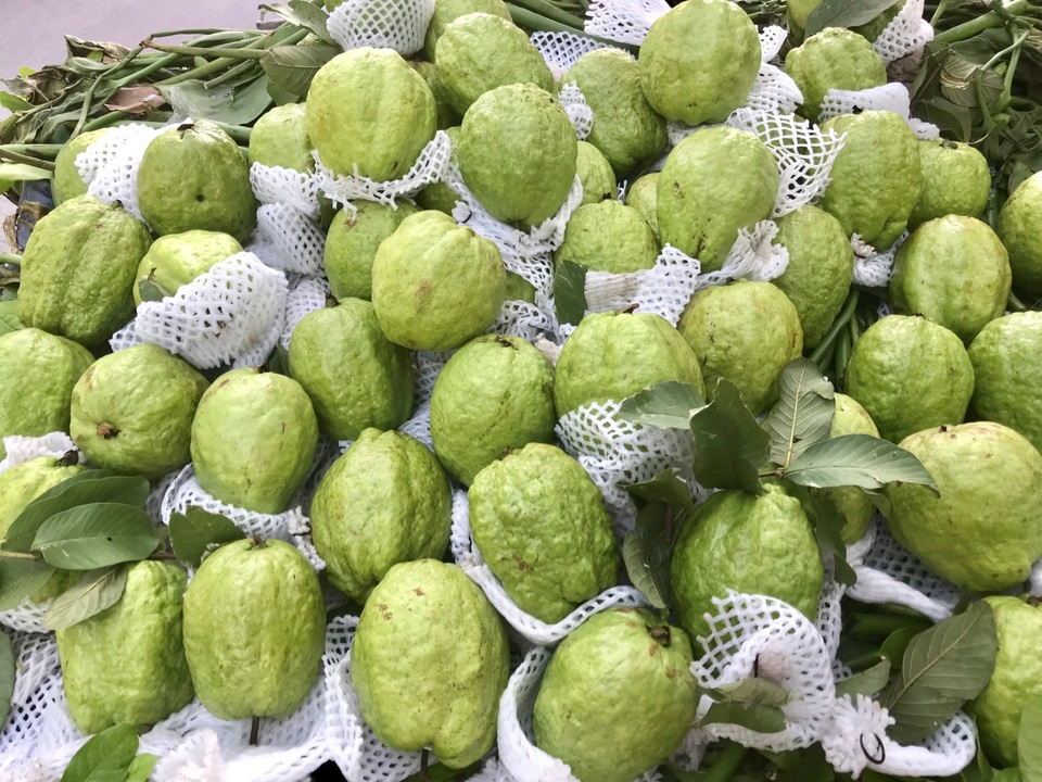 Lạ lùng ổi khổng lồ nặng 1,5kg gắn mác “Lệ Rơi” hút khách Hà Nội - 4 Lạ lùng ổi khổng lồ nặng 1,5kg gắn mác “Lệ Rơi” hút khách Hà Nội - 4