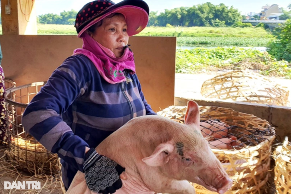 Phiên chợ đặc biệt, có nghề bồng heo độc nhất vô nhị - 3 Phiên chợ đặc biệt, có nghề bồng heo độc nhất vô nhị - 3