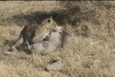 Cận cảnh báo đốm “mướt mồ hôi” để hạ gục lợn rừng