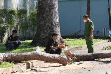 Công an điều tra trách nhiệm công ty cây xanh vụ nhánh cây đè chết 2 người