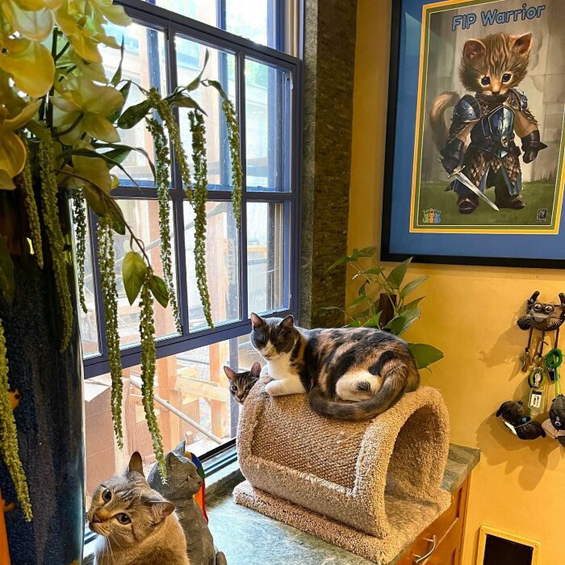 Người đàn ông biến nhà ở thành thiên đường cho mèo - 14 Người đàn ông biến nhà ở thành thiên đường cho mèo - 14