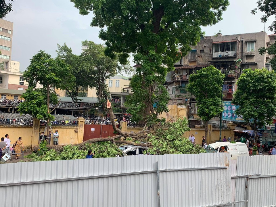 Hà Nội: Cây xà cừ cổ thụ đổ trúng 3 ô tô đang đi trên đường - 2