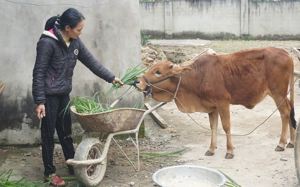 Người dân vùng ngập lụt lịch sử nỗ lực khôi phục sản xuất để đón Tết - 3 Người dân vùng ngập lụt lịch sử nỗ lực khôi phục sản xuất để đón Tết - 3