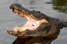 Hai bố con mắc kẹt trên cao, ngay phía dưới là hồ đầy cá sấu