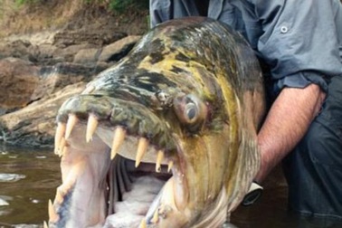 Rùng mình với những loài "thủy quái" ăn thịt người