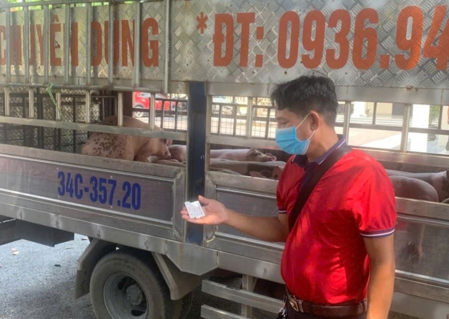 Đàn lợn nhiễm virus dịch tả Châu Phi được đưa về Hải Phòng tiêu thụ - 1
