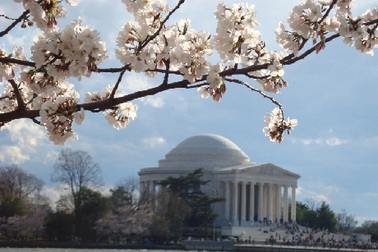 Washington D.C, tháng Tư về nở trắng hoa anh đào