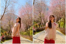 Đồi hoa tớ dày bung nở đỏ rực gây sốt ở Mù Cang Chải - Yên Bái