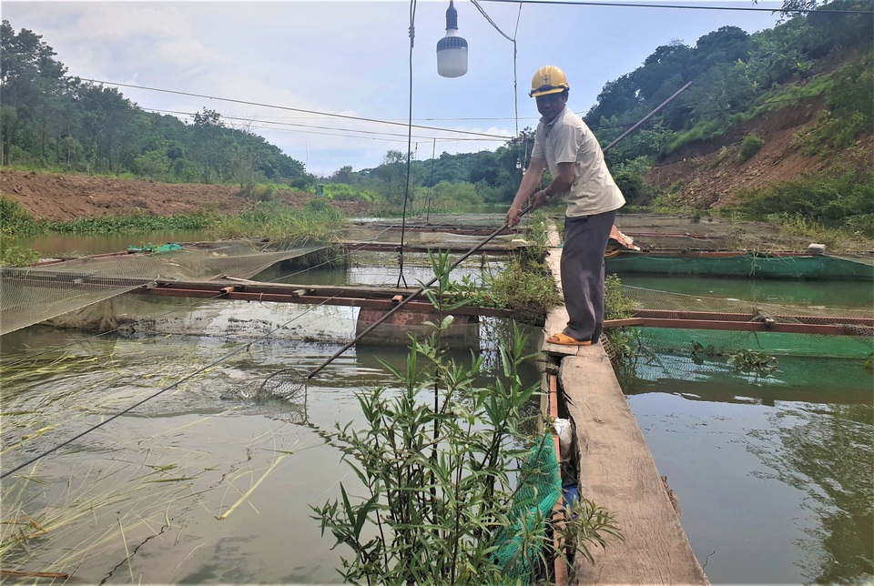 Lên Tây Nguyên xem lão ngư nuôi cá đặc sản tiến vua, thu 500 triệu đồng/năm - 2 Lên Tây Nguyên xem lão ngư nuôi cá đặc sản tiến vua, thu 500 triệu đồng/năm - 2
