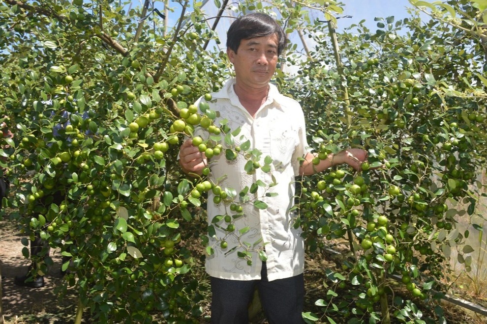 Nghề trồng táo hồng cho thu nhập cao ở Sóc Trăng - 1 Nghề trồng táo hồng cho thu nhập cao ở Sóc Trăng - 1