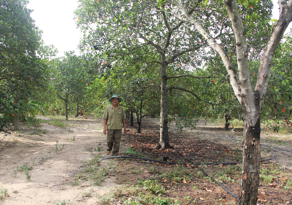 Phú Yên: Trồng cây cho quả thơm “nức mũi”…thu 200 triệu đồng/năm - 4
