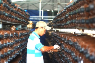 Người đàn ông liều lĩnh vay 100 triệu đồng đầu tư trang trại nấm 700m2