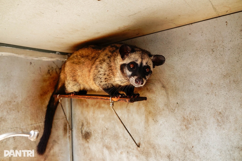 Cựu chiến binh kiếm 200 triệu đồng/năm nhờ nuôi con ngủ ngày, mê trái cây - 2