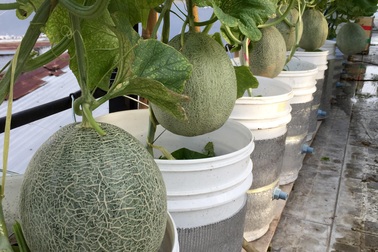 "Đã mắt" với vườn dưa sai lúc lỉu trên sân thượng của ông bố Sài thành