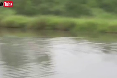 Cận cảnh linh dương dìm sư tử sặc nước trong trận “thủy chiến”