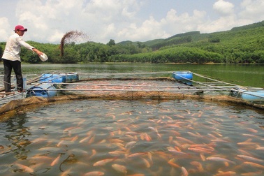 Chàng trai 8X đất võ sống “đủng đỉnh” nhờ nuôi cá điêu hồng