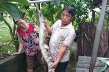 Tây Ninh thông tin vụ cá sấu sổng chuồng cắn thầy giáo