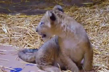 Sư tử con chào đời nhờ thụ tinh nhân tạo, lần đầu xuất hiện trước công chún