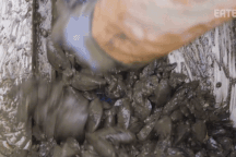 Xem cách nông dân Mỹ thu hoạch 3 tấn vẹm mỗi ngày