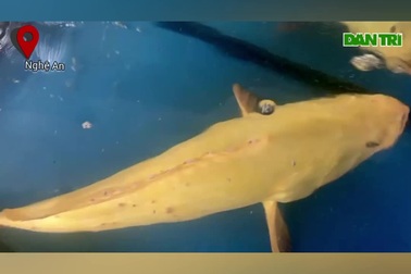 Cá mú biển vàng được trả giá 200 triệu đồng