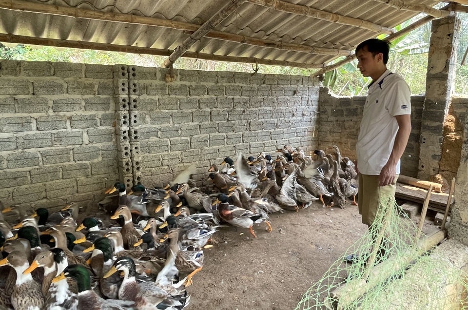 8X cất bằng về quê nuôi vịt Cổ Lũng, thu hàng trăm triệu đồng mỗi năm - 2 8X cất bằng về quê nuôi vịt Cổ Lũng, thu hàng trăm triệu đồng mỗi năm - 2