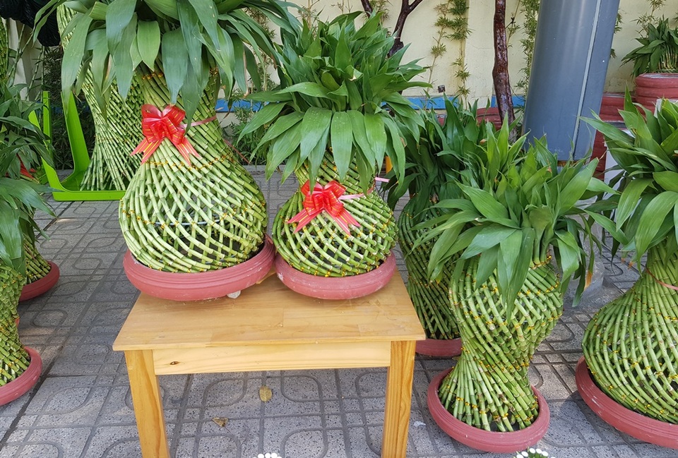 Nha Trang ngập tràn sắc xuân, du khách háo hức dạo phố đèn lồng - 5 Nha Trang ngập tràn sắc xuân, du khách háo hức dạo phố đèn lồng - 5