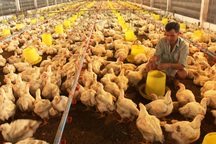 Giá gà chạm đáy 10 năm, người nuôi lao đao