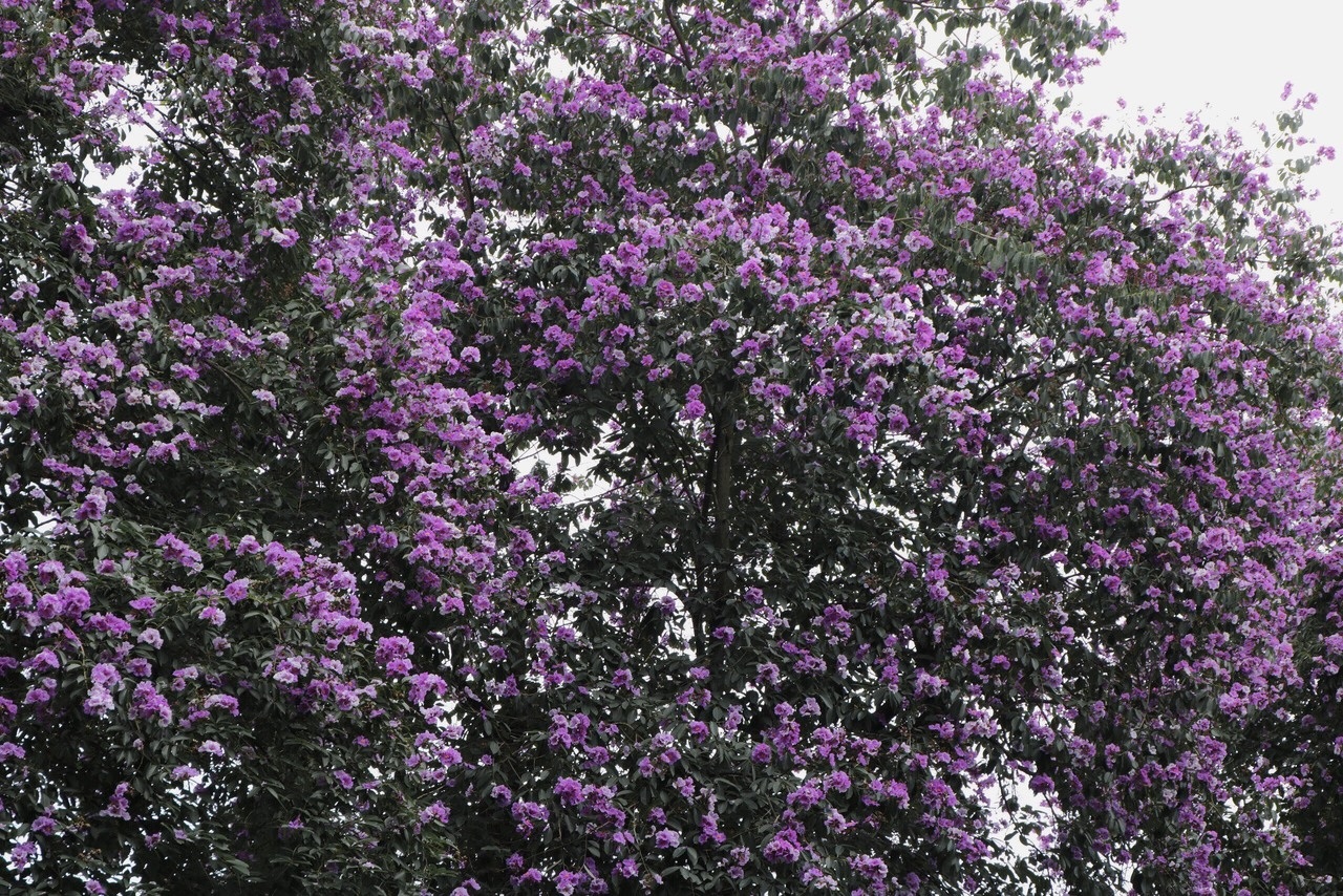 Ảnh 10.jpg Ảnh 10.jpg