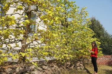 Ngắm những “cụ” mai tiền tỷ của người nông dân Vĩnh Long