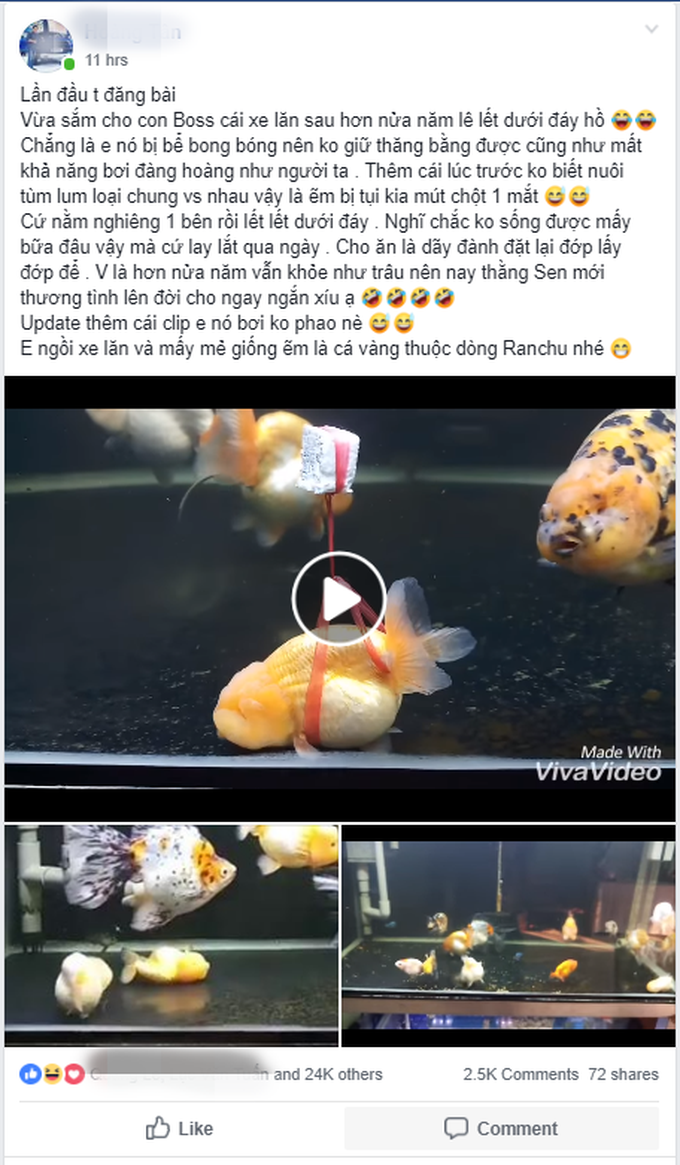 Clip: Chú cá vàng vừa chột vừa què tung tăng bơi lội nhờ chiếc phao dã chiến sau nhiều tháng lê lết dưới đáy bể vì bị xịt bong bóng - Ảnh 1. Clip: Chú cá vàng vừa chột vừa què tung tăng bơi lội nhờ chiếc phao dã chiến sau nhiều tháng lê lết dưới đáy bể vì bị xịt bong bóng - Ảnh 1.