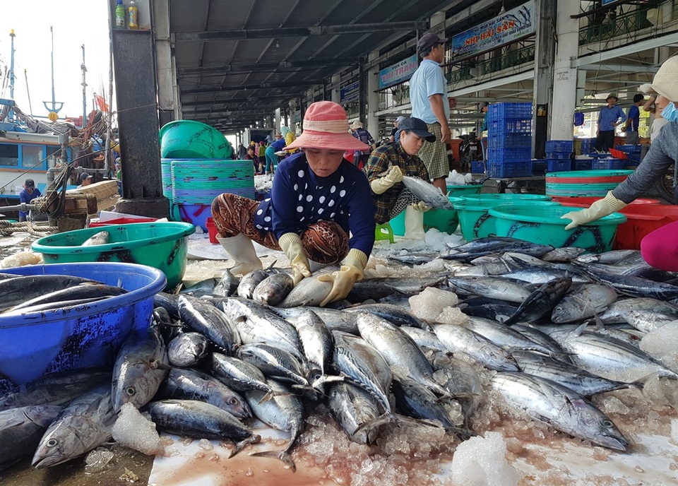 Khánh Hòa: Cá ngừ tấp nập về bờ, người lao động tất bật từ sáng đến trưa - 2 Khánh Hòa: Cá ngừ tấp nập về bờ, người lao động tất bật từ sáng đến trưa - 2