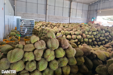 Sở "chê" huyện bất bình đẳng khi xử lý kho chứa sầu riêng