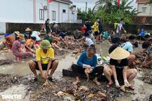 Hàng trăm người vặt lông 4.000 con gà chết do mưa lũ