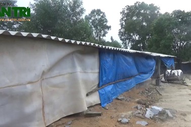 Nước mắt chủ các trang trại sau cơn lũ kép (Thực hiện: Tiến Thành - Đặng Tài)