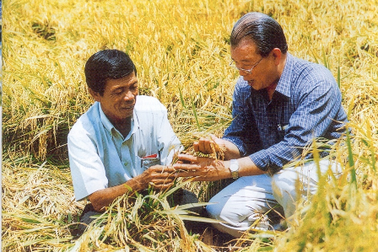 Hạt gạo Việt chỉ "khát" người tài