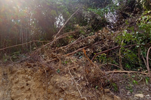 Quảng Trị: Một doanh nghiệp bị xử phạt vì san ủi rừng phòng hộ