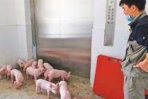 Xây khách sạn cao tầng, lắp thang máy xịn sò chỉ để nuôi... heo